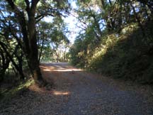 Photo of a tree lined path on the Mount Madonna Challenge by writer Angela Young